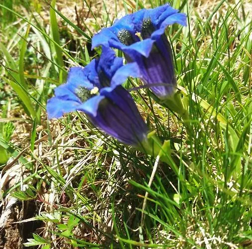 Ortnerhof Apartmán *